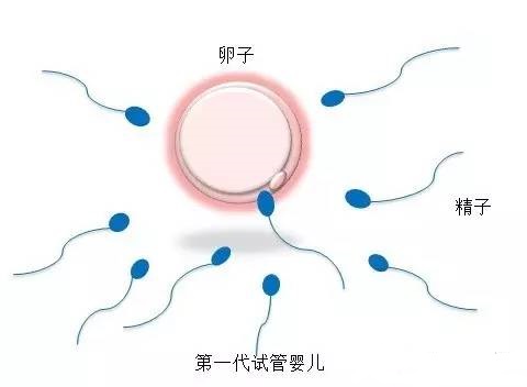 胚胎培養
